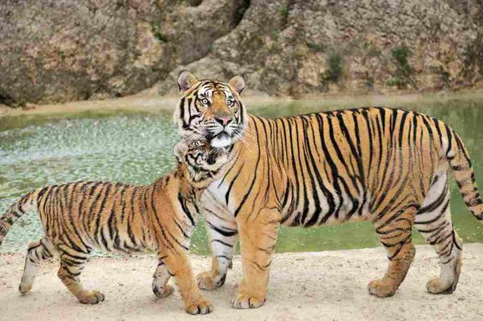 Tigre de Bengala adulto que cuida a su cachorro