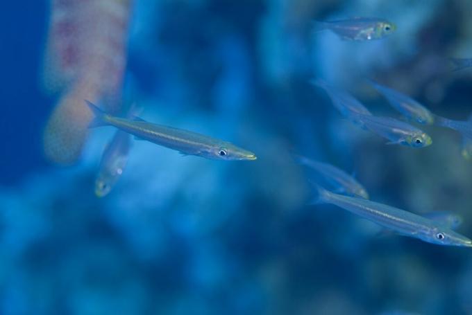 Barracuda juvenil (Sphyraena Sp.). Encontrado entre una densa escuela de Yellow Sweeper haciendo uso de la protección de un Redmouth Grouper, hasta que su tamaño creciente delató su camuflaje. mar Rojo