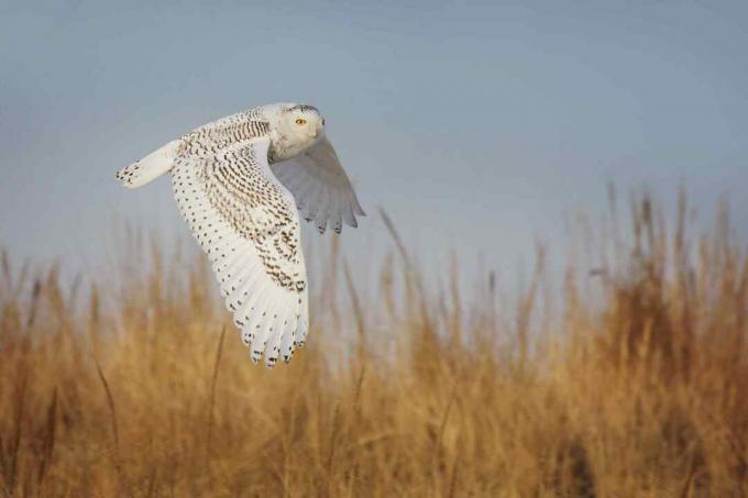 Snowy Owl en elegante vuelo sobre hierba en Jones Beach, Long Island