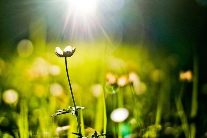 Flores de primavera con un resplandor de sol