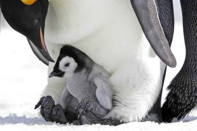 Chica pingüino emperador en los pies del padre.