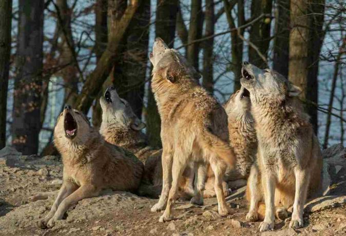 Aullando lobos de madera canadienses delante de un bosque.