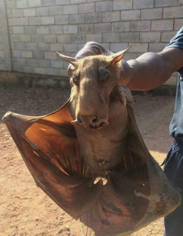 Este murciélago con cabeza de martillo se ve anormalmente grande porque está más cerca de la cámara que su manejador.