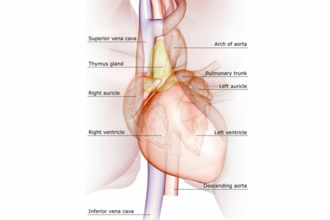 Principales venas y arterias del corazón etiquetadas en un diagrama.