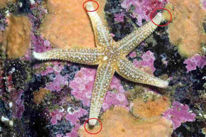 Estrella de mar común, mostrando manchas en los ojos / Paul Kay, Getty Images