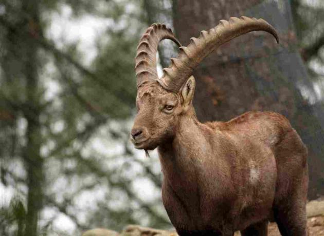 Ibex pirenáico