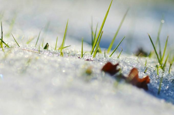 Pasto asomando a través de una superficie nevada