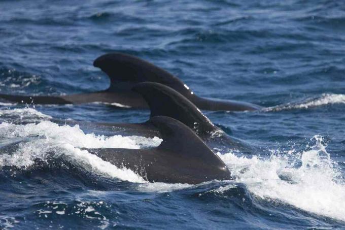 ¡No, estos no son tiburones! Las aletas dorsales de la ballena piloto se curvan hacia atrás.