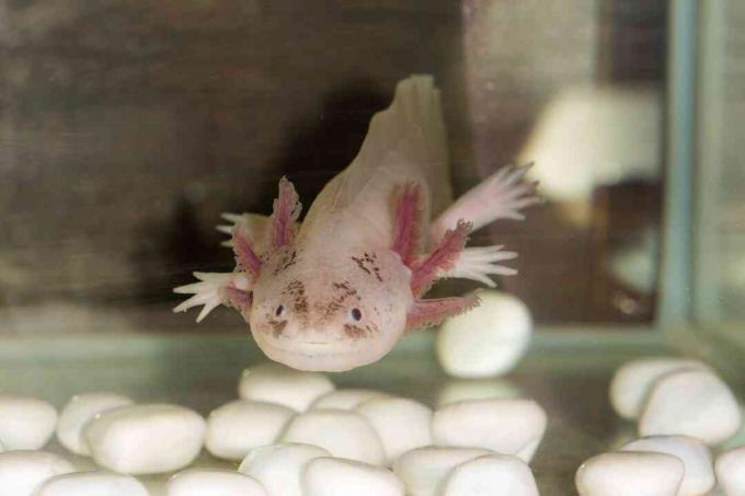 Un axolotl comerá cualquier cosa lo suficientemente pequeña como para caber en su boca.