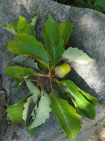 hojas de roble castaño y bellota