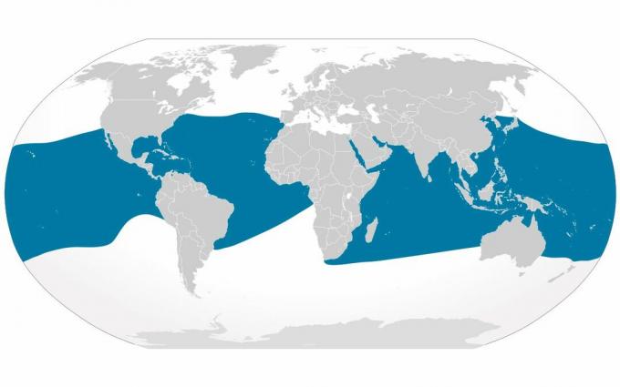 Distribución de mantarrayas