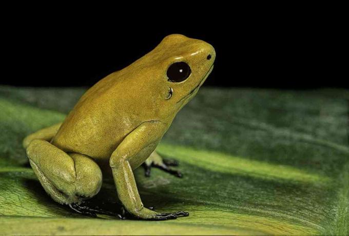 La rana venenosa dorada (Phyllobates terribilis) es la rana venenosa más venenosa.