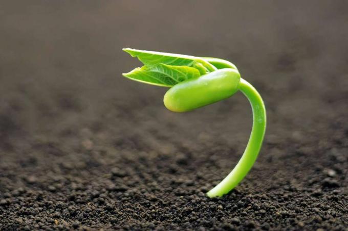 Una planta verde que brota de la tierra.