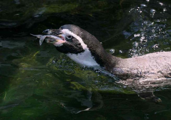 Pingüino comiendo pescado.