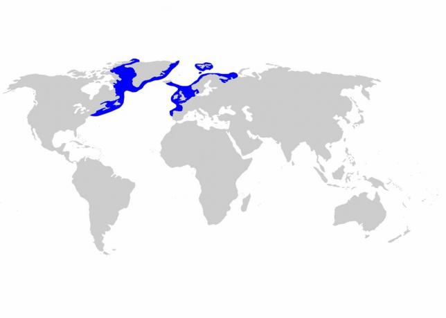 Distribución de tiburones de Groenlandia