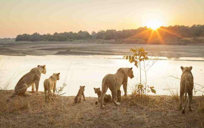 Leonas con cachorros por río al atardecer en el Parque Nacional South Luangwa, Zambia