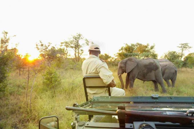 Guía de seguimiento de la conservación sentado en la parte delantera de un vehículo de safari mirando a los elefantes africanos en una reserva de caza