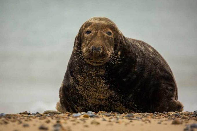 Toro foca gris