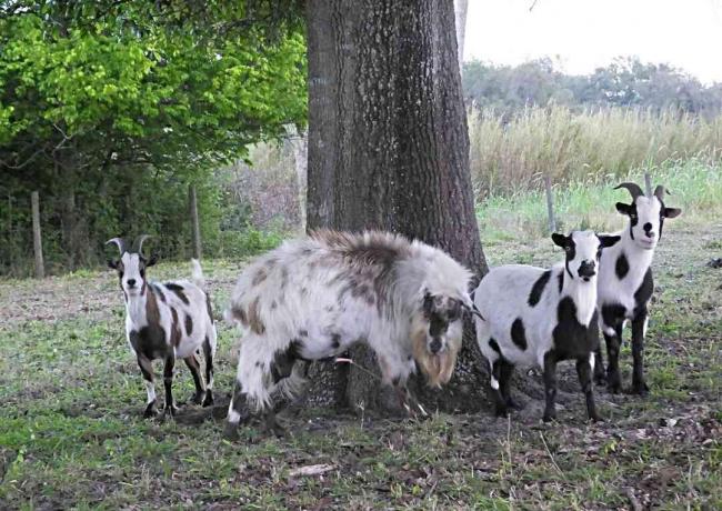 Grupo de cabras desmayadas