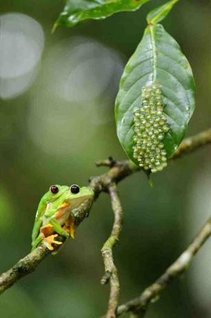 Las ranas arbóreas ponen sus huevos sobre las hojas sobre el agua. Los renacuajos caen al agua cuando nacen.