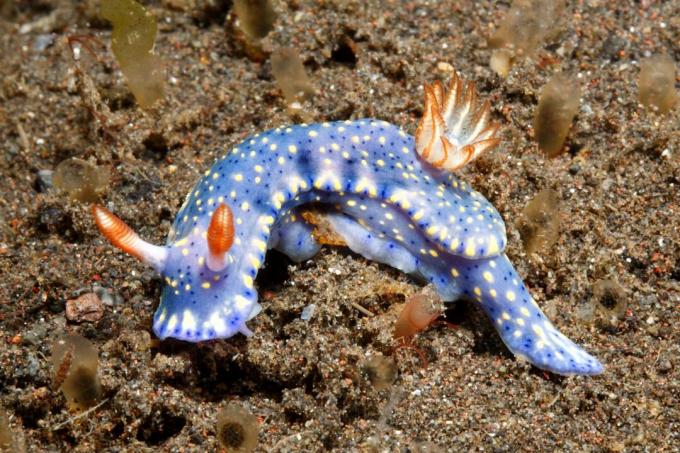 Nudibranquio, Hypselodoris kanga. Tulamben, Bali, Indonesia. Mar de Bali, Océano Índico