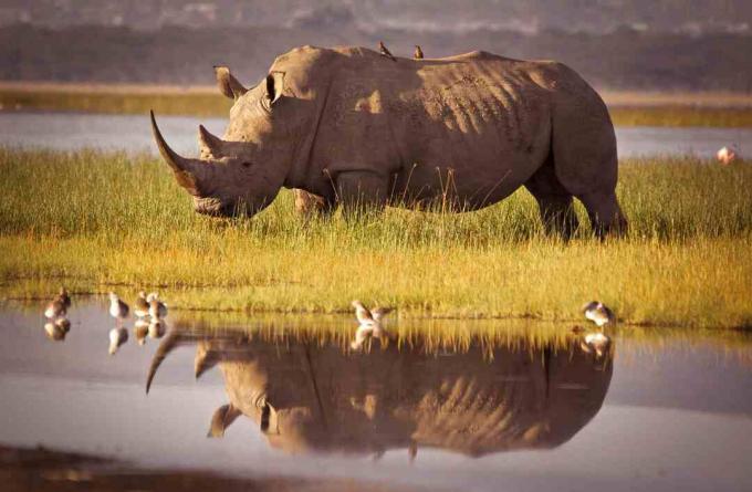 Rhino parado frente a un pozo de agua