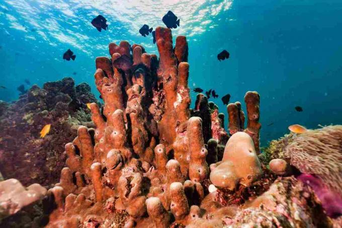 Tubo submarino esponja Pilar Coral sobre arrecife de coral un sistema de captura de carbono