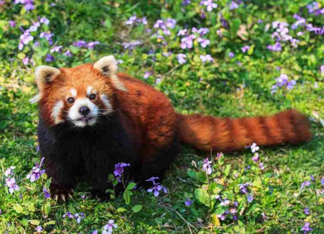 Un panda rojo tiene pelaje rojizo, una cara enmascarada y una cola con banda.