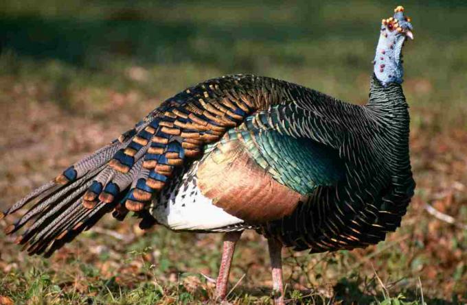 Pavo Oscilado