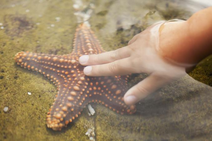 La mano de un niño tocando una estrella de mar