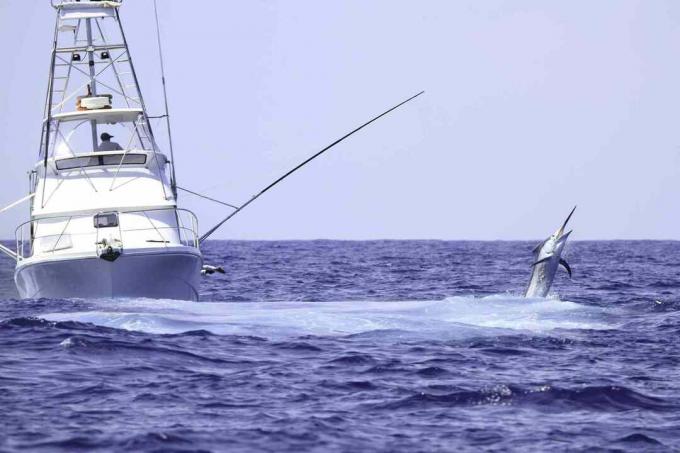 Barco de pesca chárter luchando contra un marlin azul