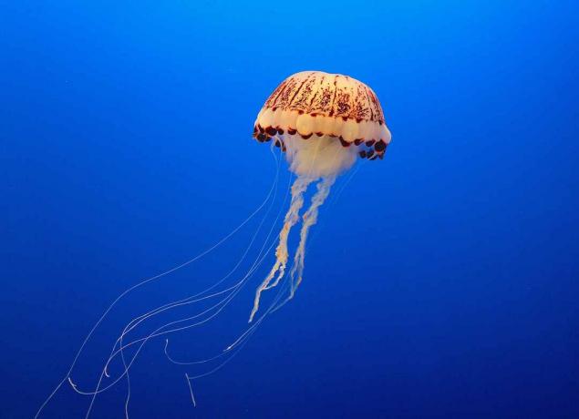 Los grupos de neuronas alrededor de una campana de medusa le permiten procesar 360 grados de información sensorial.