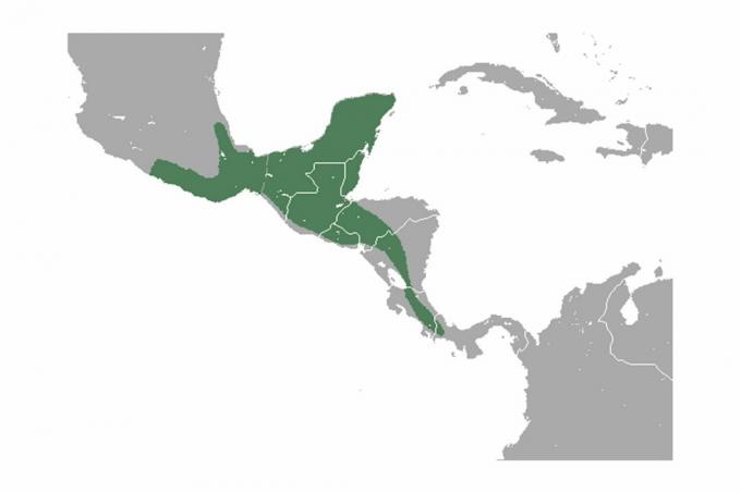 Mapa de la gama cacomistle