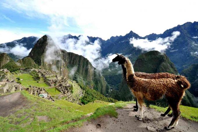 Llamas en Perú