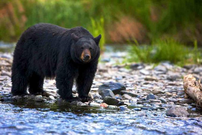 Oso negro (Ursus americanus) de pie en el arroyo rocoso, Columbia Británica, Canadá