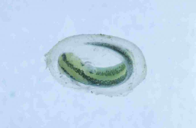 Este es un tritón en su saco de huevos. Al igual que los tritones, las larvas de salamandra son reconocibles dentro de sus huevos.
