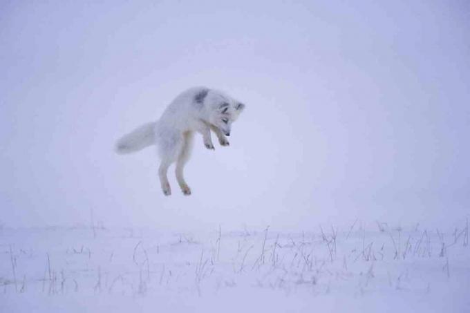 Cuando un zorro ártico oye un roedor debajo de la nieve, salta en el aire para saltar silenciosamente sobre la presa desde arriba.