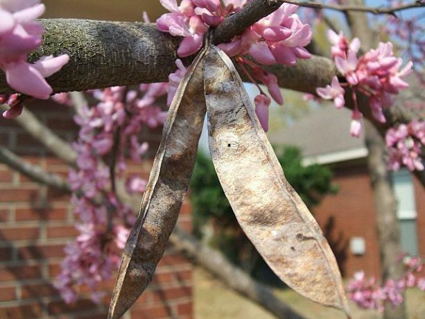 Flores de Redbud y fruta remanente