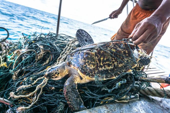 Hombre con cuchillo rescatando Tortuga Carey en peligro crítico enredada Red fantasma