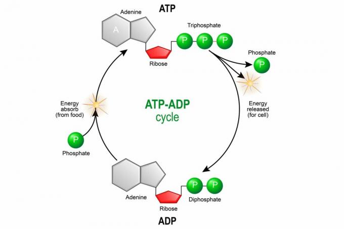 ATP ADP Cycle