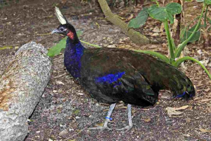 Pavo real africano o del Congo