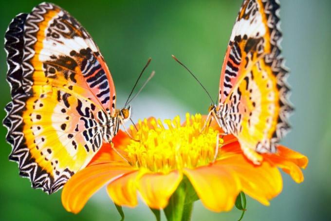 Dos mariposas sobre una flor amarilla