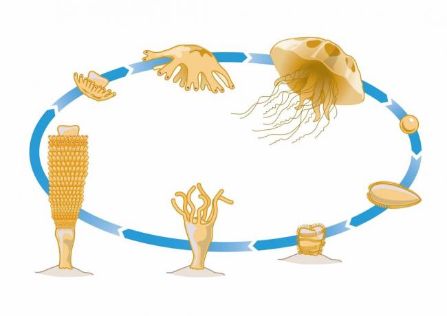 Ciclo de vida de las medusas