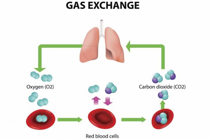 Intercambio de gas en los pulmones