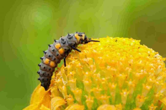 Ciérrese para arriba de la larva de la mariquita en una flor.