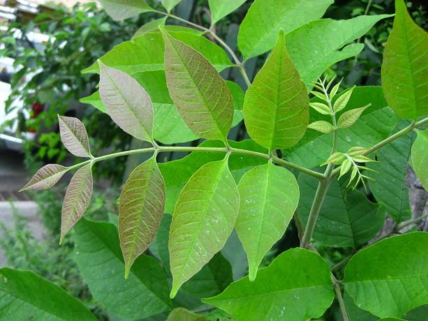 Fraxinus americana: hojas jóvenes de ceniza blanca