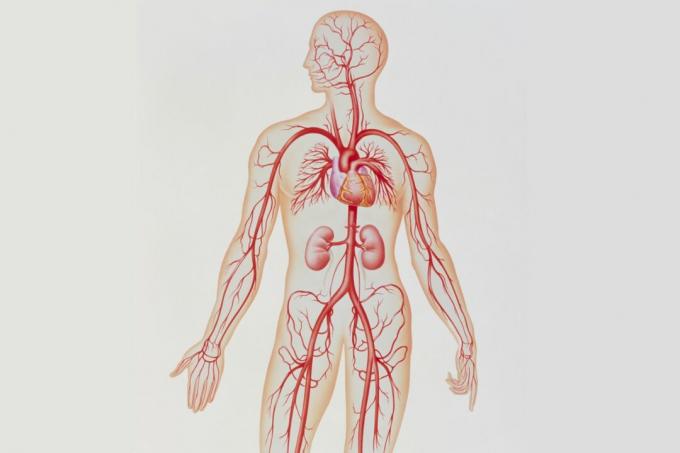 Sistema arterial