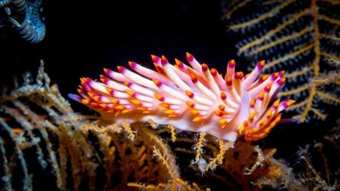 Redline Flabellina - Nudibranquio