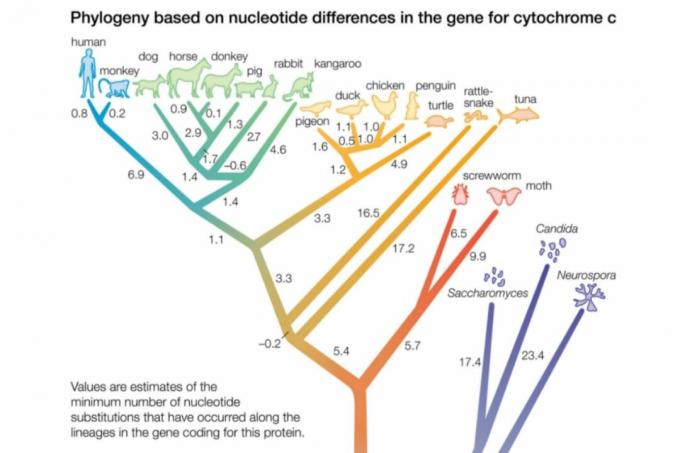 Primer plano de árbol filogénico