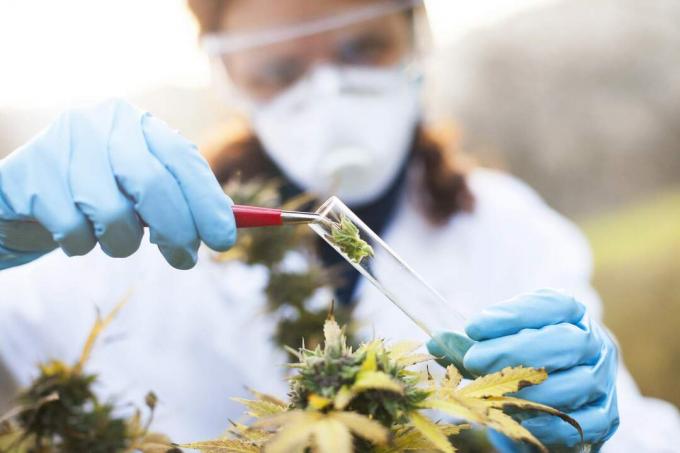 Preparando la medicina homeopática de la marihuana